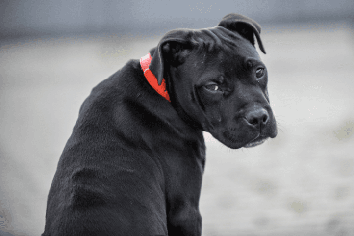 Staffordshire Bull Terrier