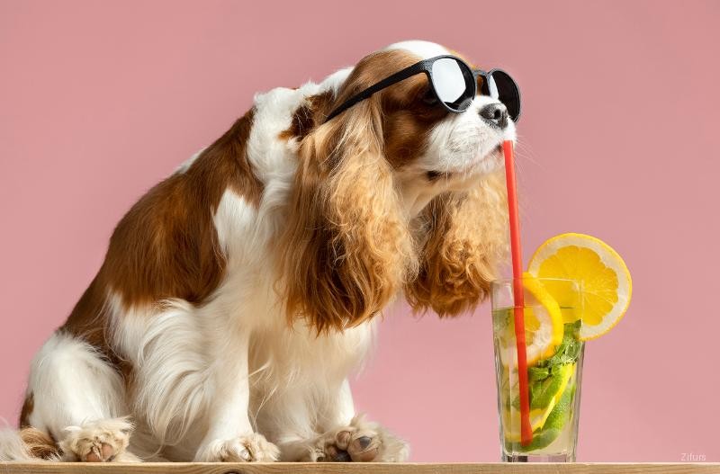Pet Care Tips for Summer: Keep Your Pets Safe, Cool & Comfortable