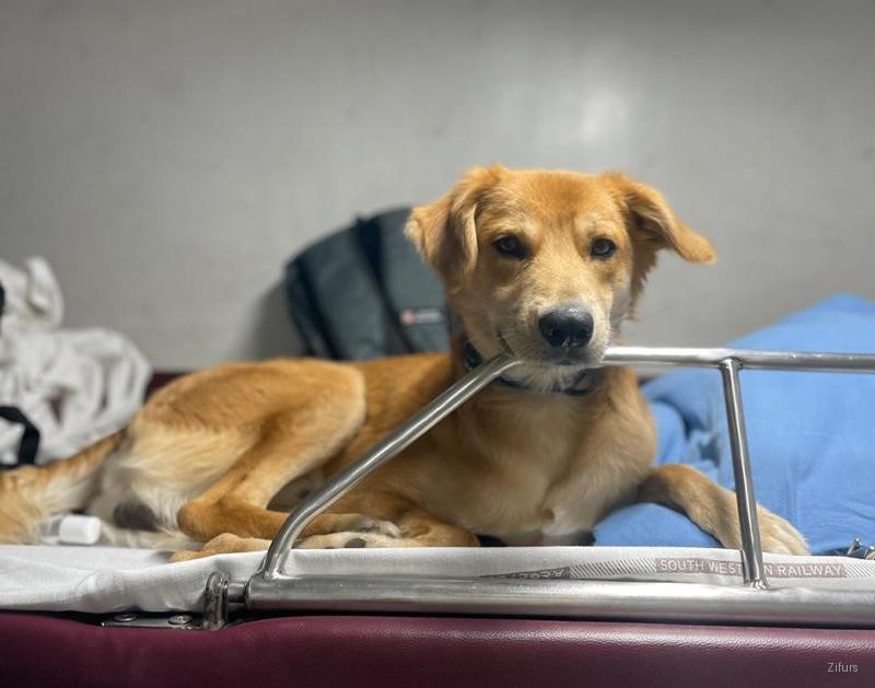 How to Book Travel for Pets via Indian Railways
