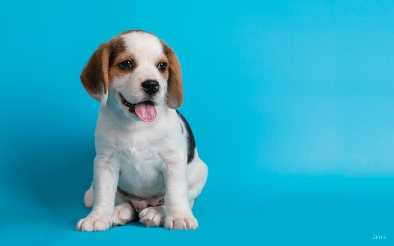 The Complete Puppy Care Guide: From First Week to First Year
