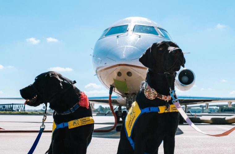 How to Book Travel for Pets via Flight in India