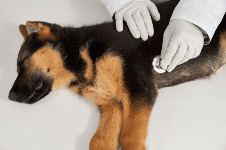 Most Common Diseases in Dogs in India: Symptoms, Prevention & Treatment Guide
