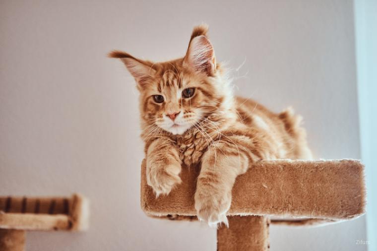 Maine Coon