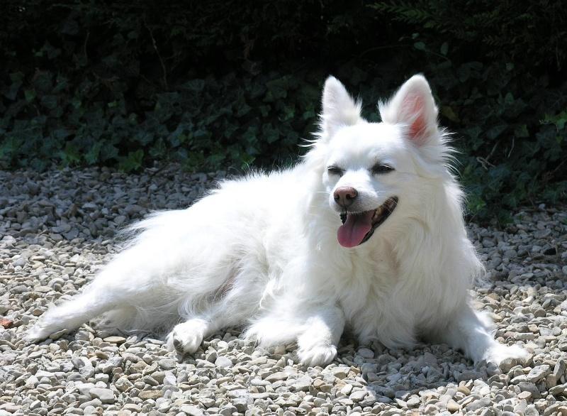 Indian Spitz