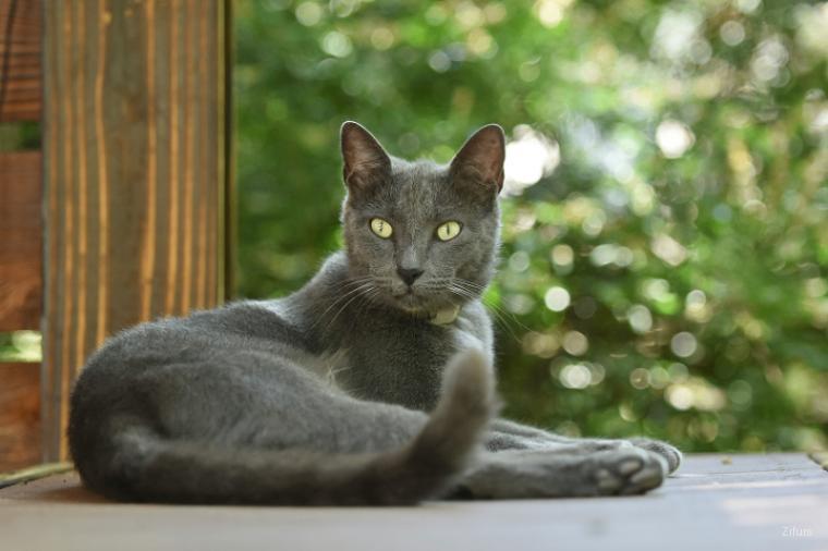 Russian Blue