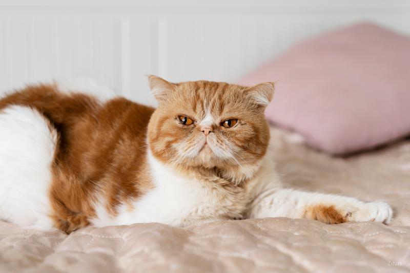 Exotic Shorthair