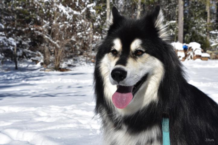 Alaskan Malamute