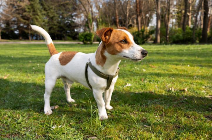 Jack Russell Terrier