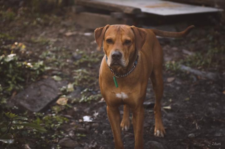 Rhodesian Ridgeback
