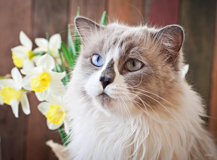 Ragdoll