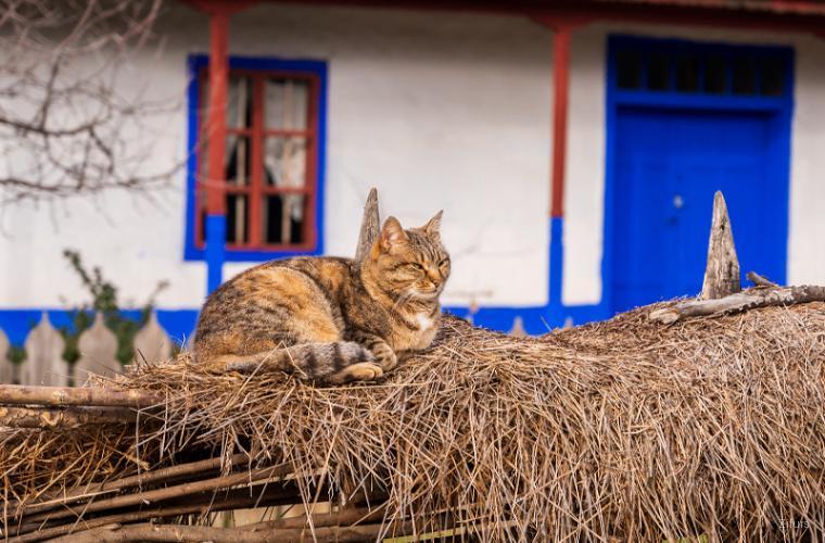 Indie Cat