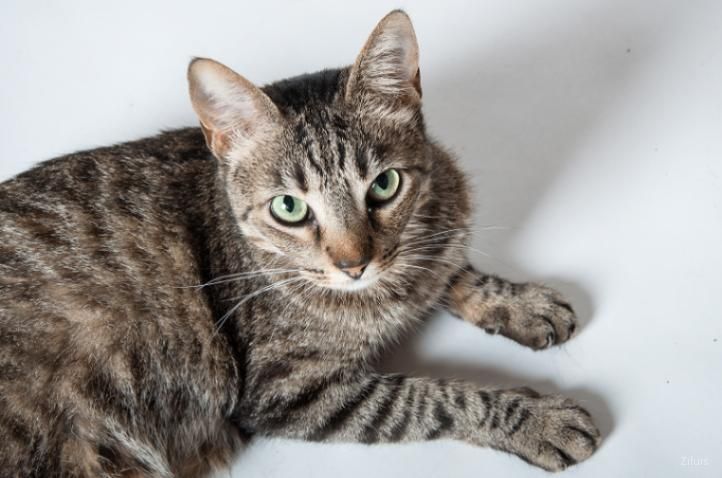 American Shorthair