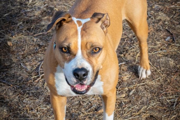 American Staffordshire Terrier