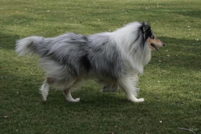Shetland sheepdog