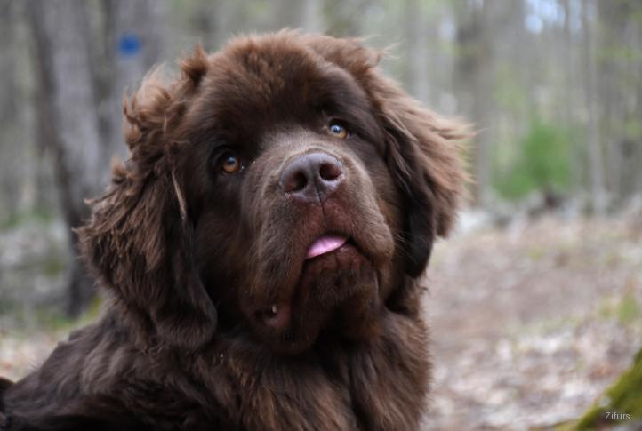 Newfoundland