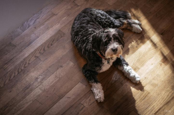 Bernedoodle