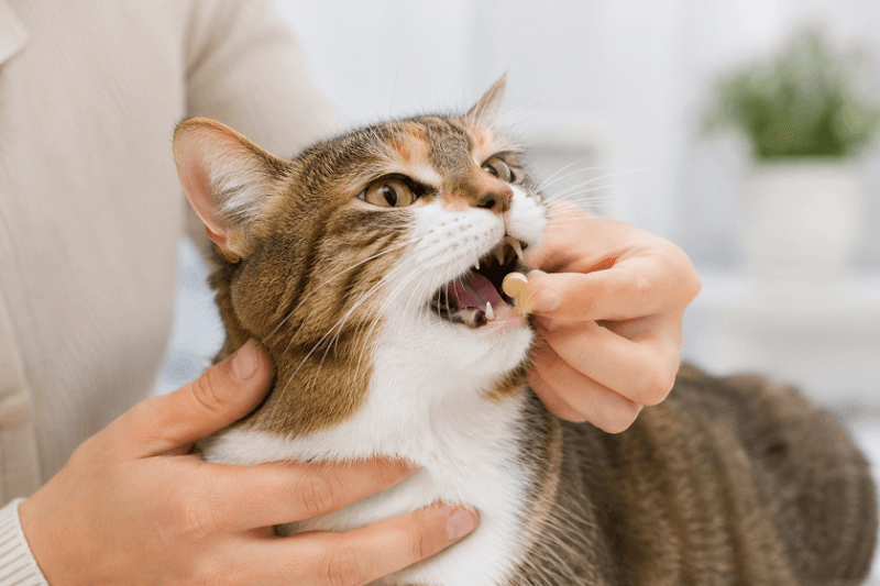 How to Give Deworming Medicine to Your Cat: Tips for a Stress-Free Experience