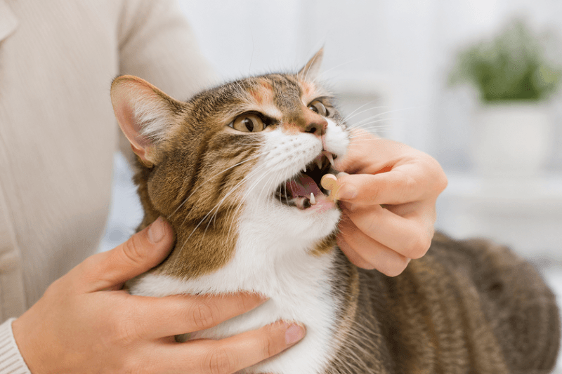 How to Give Deworming Medicine to Your Cat: Tips for a Stress-Free Experience