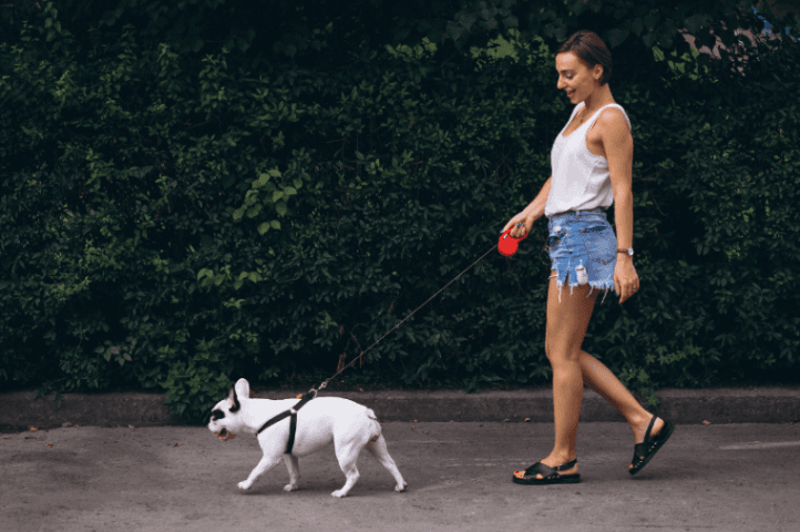 The Complete Guide to Dog Leash Walking: Train Your Dog to Walk Calmly Without Pulling