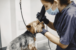 Best Dog Grooming Tips for Every Coat Type: The Complete Guide
