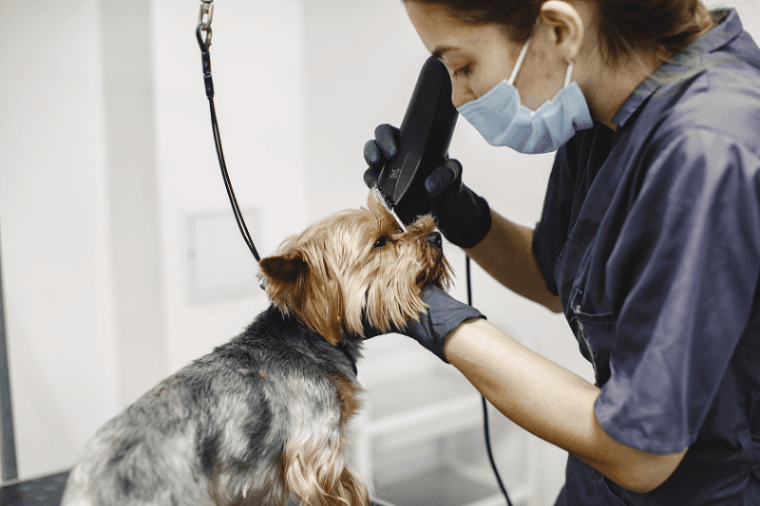 Best Dog Grooming Tips for Every Coat Type: The Complete Guide