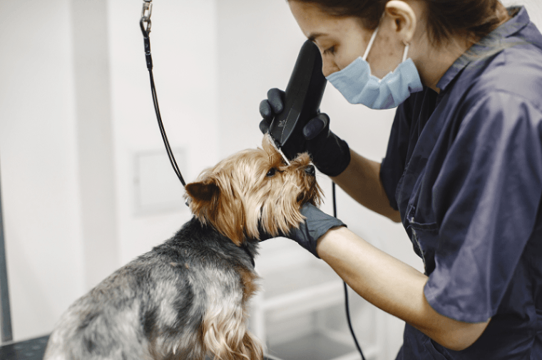 Best Dog Grooming Tips for Every Coat Type: The Complete Guide