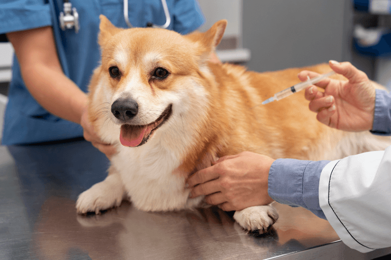 Dog Vaccination Aftercare Guide: Side Effects, Care Tips & Warning Signs