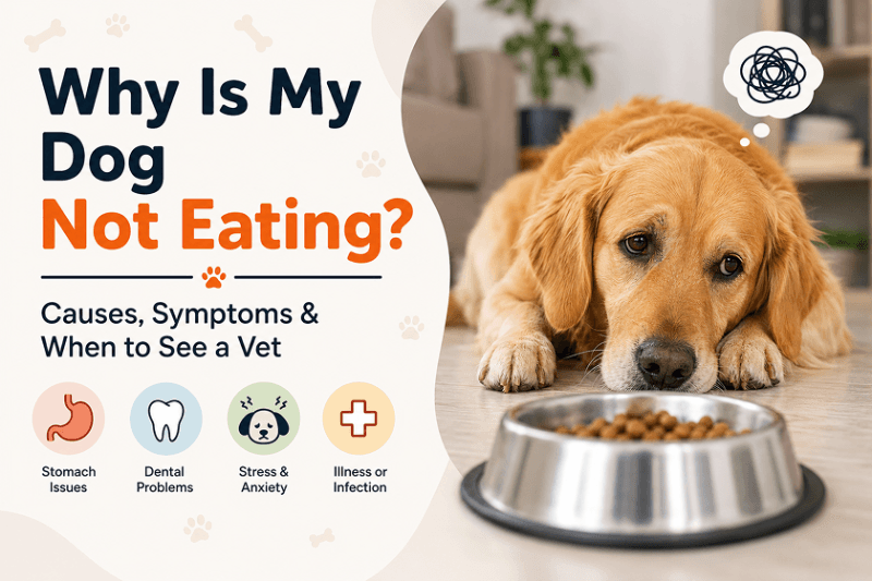 Why Is My Dog Not Eating? Causes, Symptoms & When to See a Vet