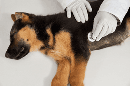 Most Common Diseases in Dogs in India: Symptoms, Prevention & Treatment Guide
