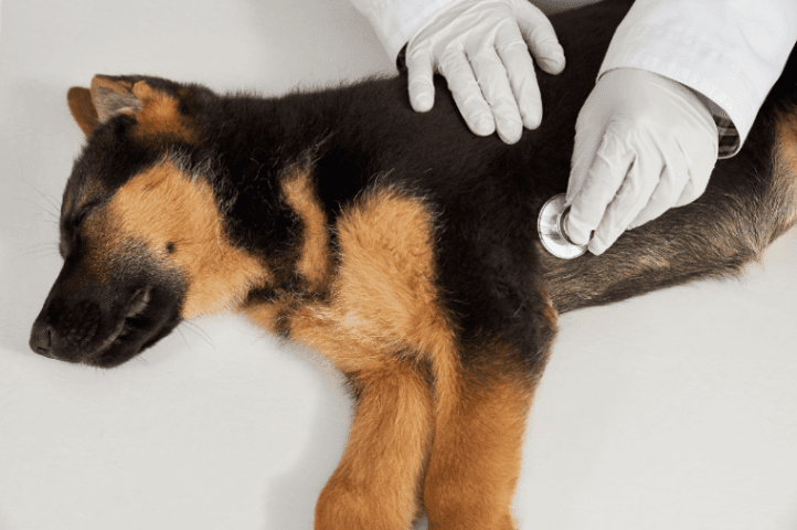 Most Common Diseases in Dogs in India: Symptoms, Prevention & Treatment Guide