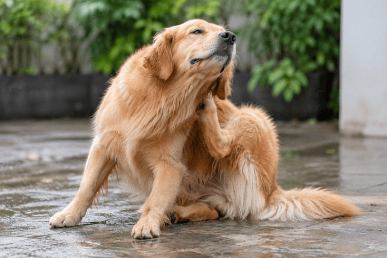 Why Is My Dog Itching So Much After Monsoon? Causes & What to Do