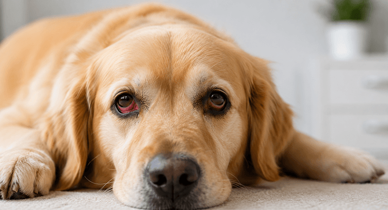 Why Does My Dog Have Red Eyes? Causes, Symptoms & When to See a Vet