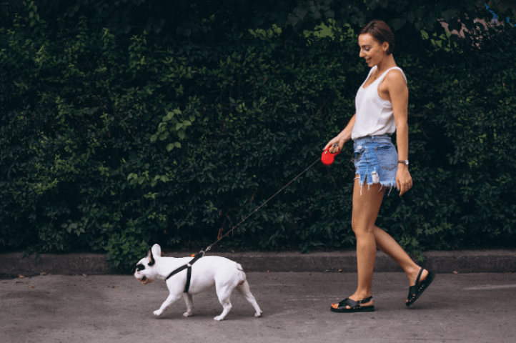 The Complete Guide to Dog Leash Walking: Train Your Dog to Walk Calmly Without Pulling