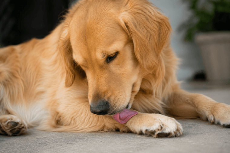 Why Does My Dog Keep Licking Its Paws? Common Causes, Treatment & When to See a Vet