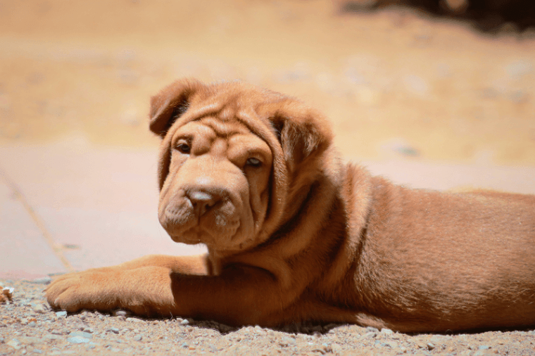 Shar-Pei