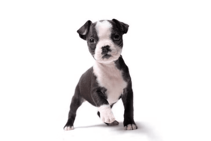 Boston Terrier