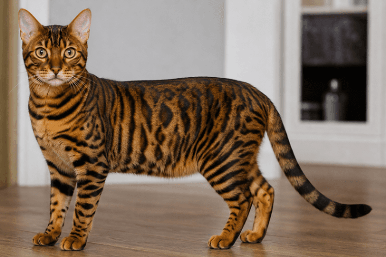 Toyger