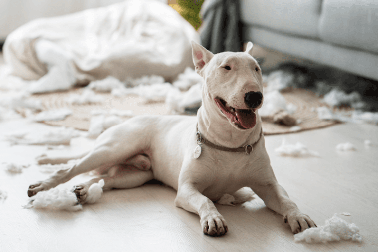 Bull Terrier