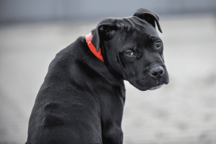 Staffordshire Bull Terrier