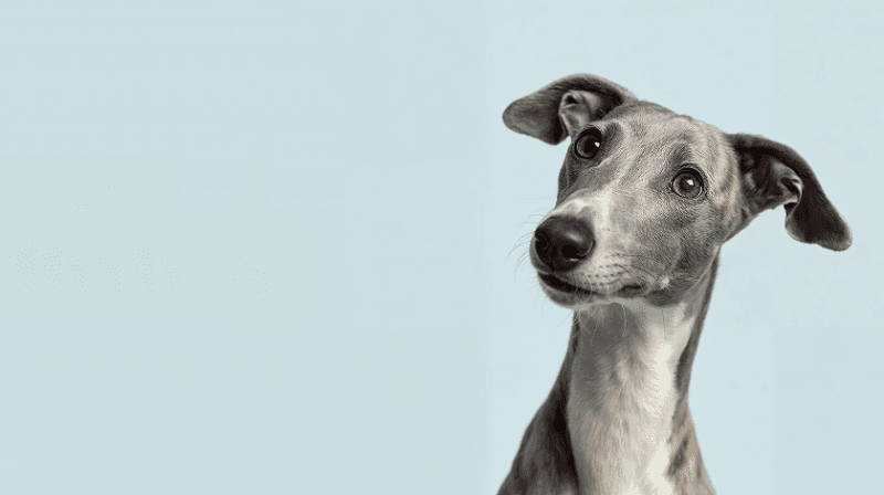 Whippet