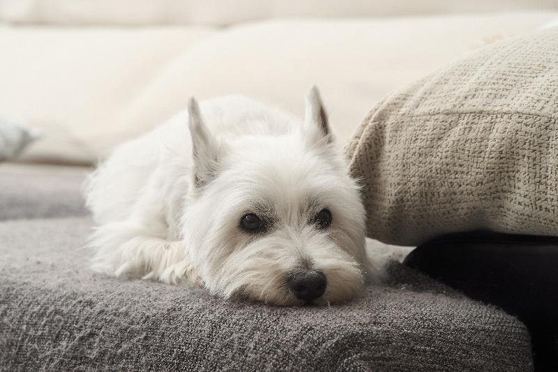 West Highland White Terrier