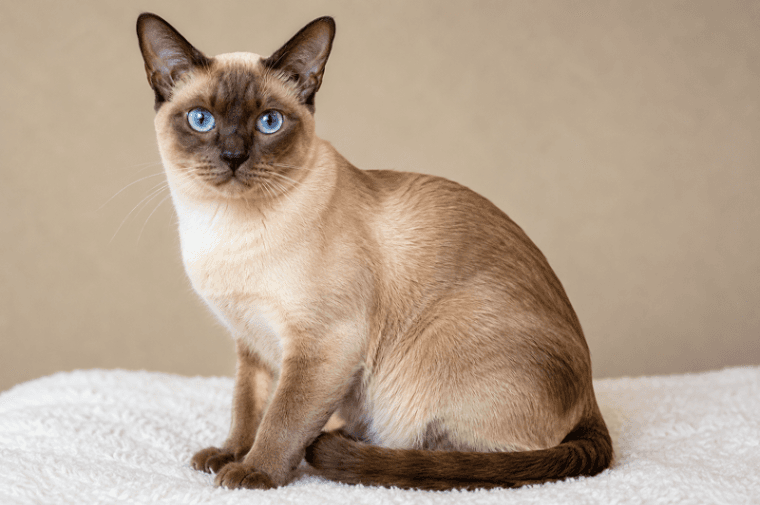 Tonkinese