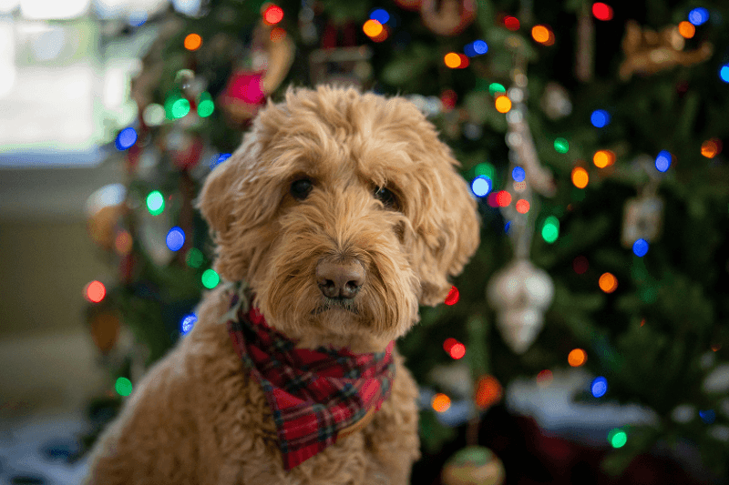 Goldendoodle