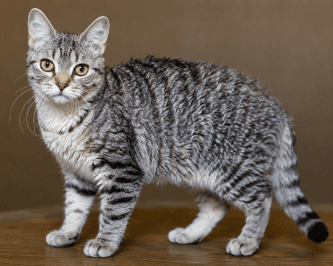 American Wirehair