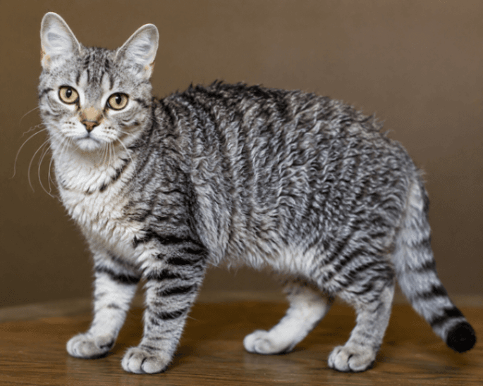 American Wirehair