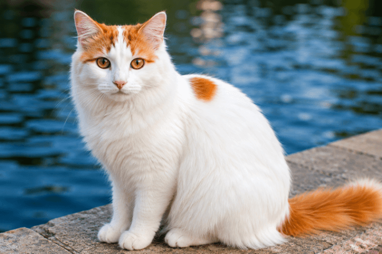 Turkish Van