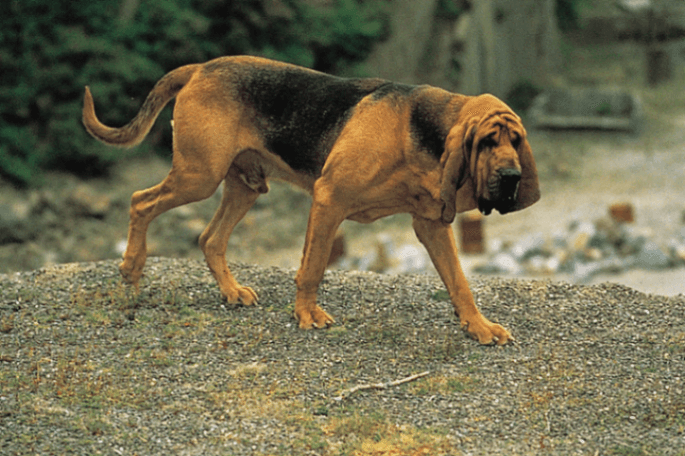 Bloodhound