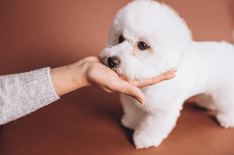 Bichon Frise
